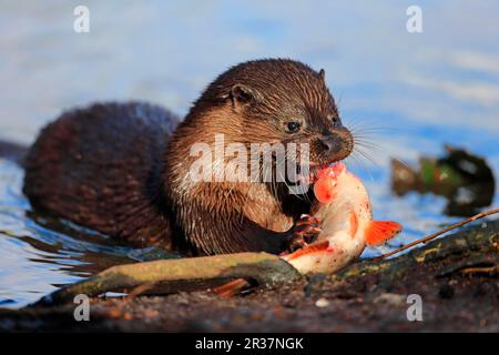 Lontra europea (Lutra lutra) adulto, alimentazione su Roach (Rutilius rutilus) preda a riva del fiume, fiume Little Ouse, Thetford, Norfolk, Inghilterra, Uniti Foto Stock