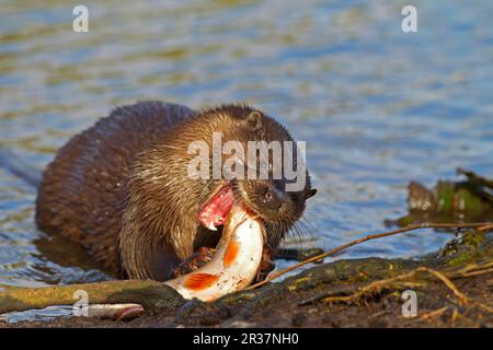 Lontra europea (Lutra lutra) adulto, alimentazione su Roach (Rutilius rutilus) preda su riva del fiume, fiume Little Ouse, Thetford, Norfolk, Inghilterra, Uniti Foto Stock