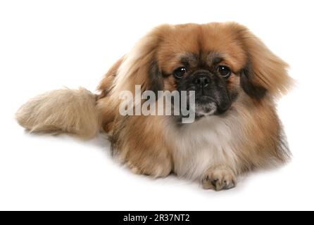Cane domestico, spagnolo tibetano, maturo, seduto Foto Stock