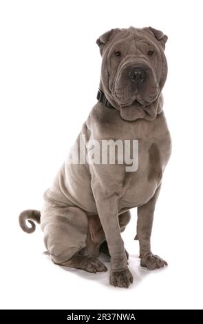 Cane domestico, Shar-Pei, adulto, seduto, con colletto Foto Stock