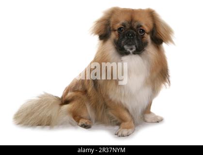 Cane domestico, spagnolo tibetano, maturo, seduto Foto Stock