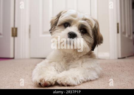 Cane domestico, Shih Tzu, cucciolo, posato su tappeto in sala, Inghilterra, Regno Unito Foto Stock