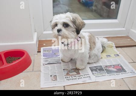 Cane domestico, Shih Tzu, cucciolo, addestramento della toletta sul giornale accanto alla porta, Inghilterra, Regno Unito Foto Stock