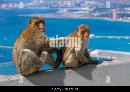 Macaco barbaro (Macaca sylvanus), adulto, immaturo, seduto sul muro, Gibilterra Foto Stock