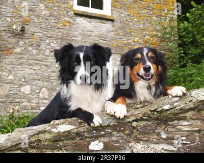 Domestic Dog, due cani da pecora di collie, guardando oltre il muro, Inghilterra, Regno Unito Foto Stock