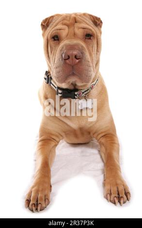 Cane domestico, Shar-Pei, adulto, sdraiato, con colletto e tag Foto Stock