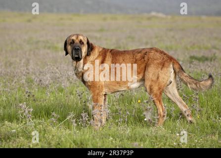 Cane domestico, mastiff spagnolo, maschio adulto, in piedi in erba, Estremadura, Spagna Foto Stock