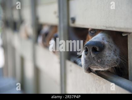 Cane domestico, foxhound, zaino che guarda fuori da caravan, Aberfeldy, Perth e Kinross, Scozia, Regno Unito Foto Stock