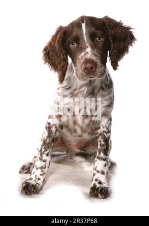 Cane domestico, Springer Spaniel inglese, cucciolo, seduto Foto Stock