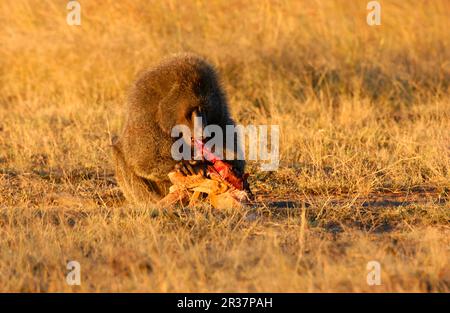 Il babbuino d'oliva (Papio hamadryas anubis) mangia un piccolo impala, Masai Mara, Kenya Foto Stock