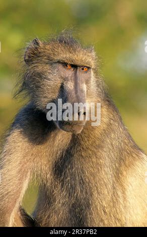 Chacma Baboon (Papio ursinus) maschio adulto, primo piano della testa, Kruger N. P. Sudafrica Foto Stock