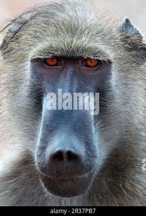 Baboon da orso, baboon da orso, baboon da chacma (Papio ursino), babbuini da orso, scimmie, babbuini, primati, Mammiferi, animali, Chacma Baboon maschio adulto Foto Stock