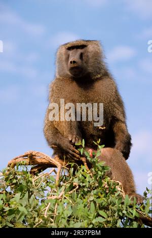 Olive baboon (Papio anubis) maschio, Kenya Foto Stock
