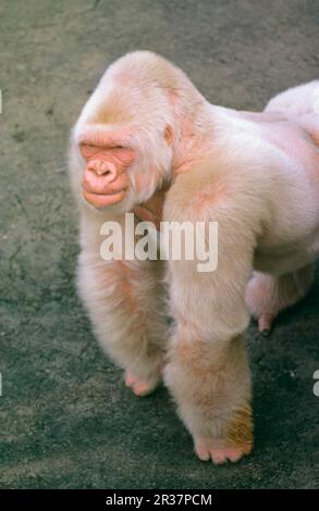 Gorilla di pianura occidentale, gorilla di pianura occidentale (gorilla gorilla di Gorilla), scimmie, gorilla, scimmie, primati, Mammiferi, animali, pianura occidentale Foto Stock