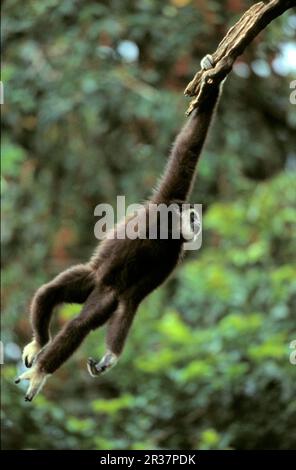 Gibbon bianco, Gibbon bianco (Hylobates lar), Lar, scimmie, Gibbon, Apes, Primati, mammiferi, animali, Gibbone comune che si aggancia da Foto Stock