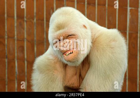 Gorilla di pianura occidentale, gorilla di pianura occidentale (gorilla gorilla di Gorilla), scimmie, gorilla, scimmie, primati, Mammiferi, animali, pianura occidentale Foto Stock