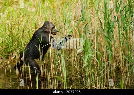 Bonobo, pygmy scimpanzee (Pan paniscus), bonobos, bonobos, scimmie, scimmie, primati, mammiferi, animali, bonobo adulti, alimentazione su canne in acqua, in cattività Foto Stock