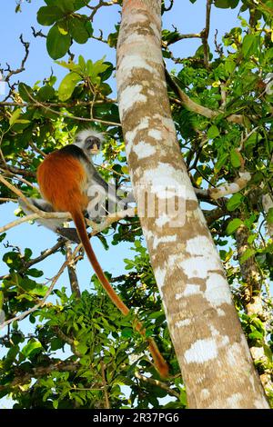 Zanzibar rosso colobus rosso zanzibar (Procolobus kirkii), adulto, seduto su un ramo di un albero, Foresta di Jozani, Zanzibar, Tanzania Foto Stock