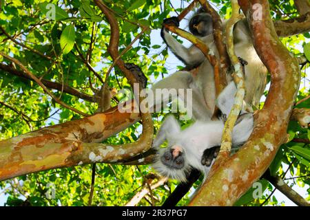 Zanzibar rosso colobus rosso zanzibar (Procolobus kirkii), femmina adulta con giovane, seduta su rami in albero, Foresta di Jozani, Zanzibar, Tanzania Foto Stock