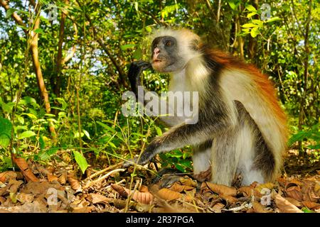 Zanzibar rosso colobus rosso zanzibar (Procolobus kirkii) adulto, alimentazione sul pavimento della foresta, foresta di Jozani, Zanzibar, Tanzania Foto Stock