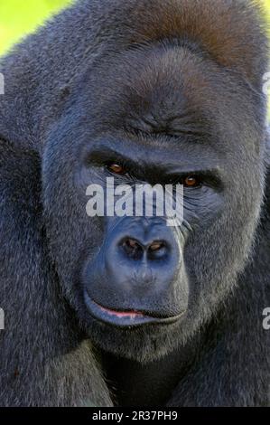 Gorilla di pianura occidentale, gorilla di pianura occidentale (gorilla gorilla di Gorilla), scimmie, gorilla, scimmie, primati, Mammiferi, animali, pianura occidentale Foto Stock