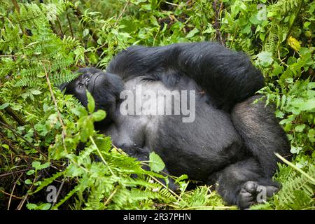 Gorilla di montagna (gorilla beringei beringei) Silverback maschio adulto, riposante nella vegetazione, vulcani N. P. Monti Virunga, Rwanda Foto Stock