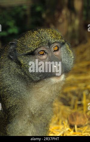 Scimmia palude di Allen (Allenopithecus nigroviridis), scimmie palude, guenone, scimmie, mammiferi, Animali, Allen's Swamp Monkey maschio, Africa Centrale Foto Stock