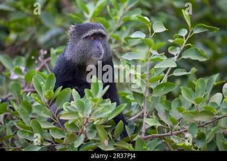 Scimmia di Sykes (Cercopithecus mitis), guenon, guenoni, scimmie, mammiferi, Animali, scimmia blu adulto, seduto tra le foglie in albero, Lago Manyara N. Foto Stock