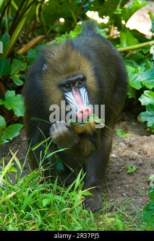 Mandrill (Mandrillus sfinge) adulto maschio neonato Foto Stock