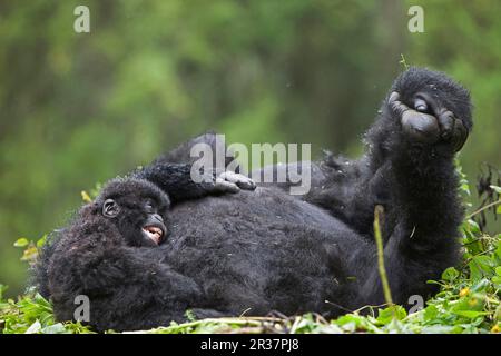 Gorilla di montagna (gorilla beringei beringei) femmina adulta con giovane, riposante sul nido, vulcani N. P. Monti Virunga, Rwanda Foto Stock