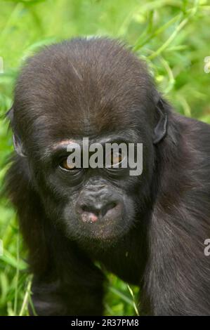 Gorilla di pianura occidentale, gorilla di pianura occidentale (gorilla gorilla di Gorilla), scimmie, gorilla, scimmie, primati, Mammiferi, animali, pianura occidentale Foto Stock