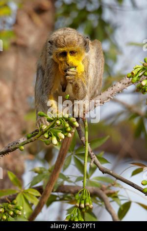 Callithrix Monkey (Cercopithecus sabaeus) femmina adulta, con polline sul viso, nutrimento di fiori di ceiba, Niokolo-Koba, Senegal Foto Stock