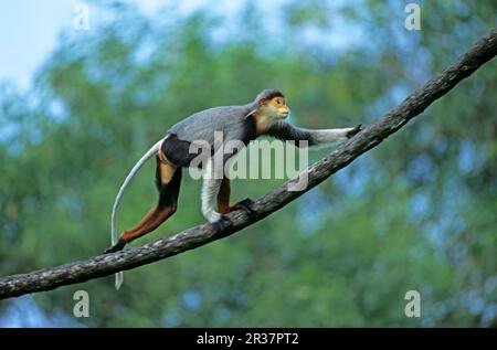 Douc Langur rosso con brividi (Pygathrix nemaeus nemaeus) arrampicarsi lungo Captive, Doc Langur rosso con brividi, scimmie rosse con brividi, scimmie, mammiferi, animali Foto Stock