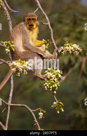 Callithrix Monkey (Cercopithecus sabaeus) adulto, con polline sul viso, nutrirsi di fiori di ceiba, Niokolo-Koba, Senegal Foto Stock