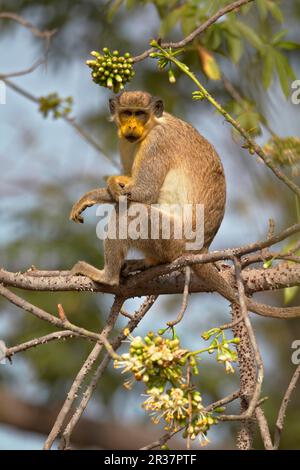 Callithrix Monkey (Cercopithecus sabaeus) adulto, con polline sul viso, nutrirsi di fiori di ceiba, Niokolo-Koba, Senegal Foto Stock