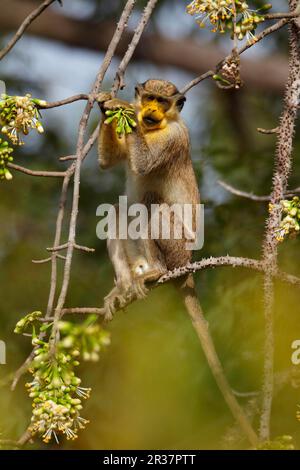 Callithrix Monkey (Cercopithecus sabaeus) adulto, con polline sul viso, nutrirsi di fiori di ceiba, Niokolo-Koba, Senegal Foto Stock