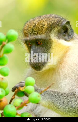 Callithrix Monkey (Cercopithecus sabaeus) adulto, nutrirsi di frutta, in località, Gambia Foto Stock