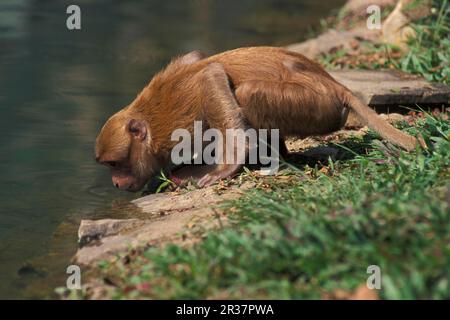 assamese assam macaque (Macaca assamensis) giovane bevitore maschio, Mae Sai, Thailandia Foto Stock