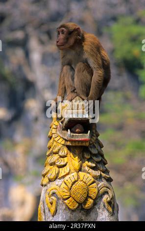 assamese assam macaque (Macaca assamensis) giovane uomo sulla statua del tempio, Mae Sai, Thailandia Foto Stock