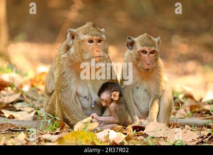 Macachi che mangiano granchio (Macaca fascicularis), scimmie giavanesi, macaco a coda lunga, scimmie, macachi, Primati, mammiferi, animali, macaco che mangia granchio Foto Stock