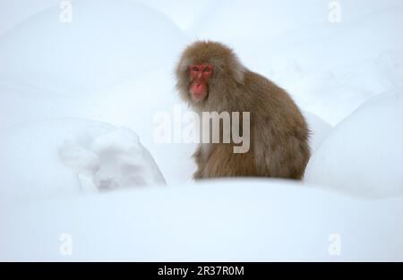 Macaque rosso-affrontato, Macaque rosso-affrontato, macaque giapponese (Macaca fuscata), scimmie della neve, scimmie della neve, Macaque giapponese, scimmie del macaque giapponese, Macachi Foto Stock