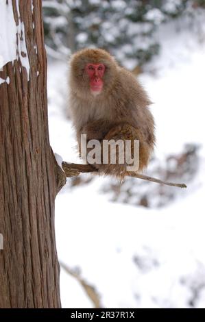 Macaco rosso-affrontato, macaco rosso-affrontato, macaco giapponese (macaca fuscata), scimmia della neve, scimmie della neve, macaco giapponese, macachi giapponesi, Macaco giapponese Foto Stock