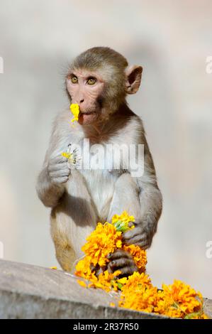 Macaco rhesus (Macaca mulatta) giovanile, nutrirsi di ghirlande fiorite, tempio Krishna, Jaipur City, Rajasthan, India Foto Stock