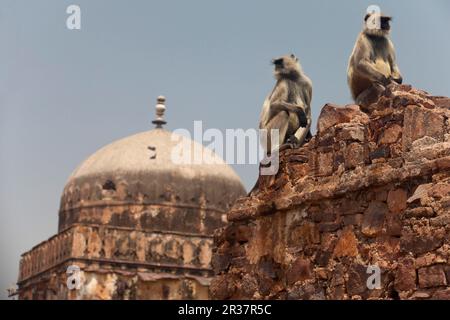 Pianure meridionali pianure meridionali pianure grigie langur (Semnopithecus dussumi) due adulti, seduti su un muro di un forte storico, Ranthambore N. P. Foto Stock