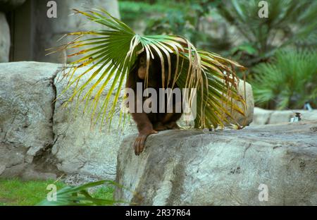 Orangutano borneano di Orana (Pango pygmaeus) Shelter sotto le foglie di palma Foto Stock