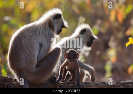 Pianure meridionali pianure meridionali grigio langur grigio (Semnoithecus dussumeri) adulto con bambino, seduto sul ramo, retroilluminato, Kanha N. P. Madhya Pradesh Foto Stock