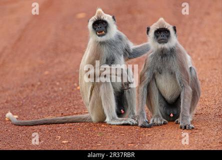 Tufted grigio tufted langur grigio (Semnopithecus priam thersites) due maschi adulti, seduti in pista, Bundala N. P. Sri Lanka Foto Stock