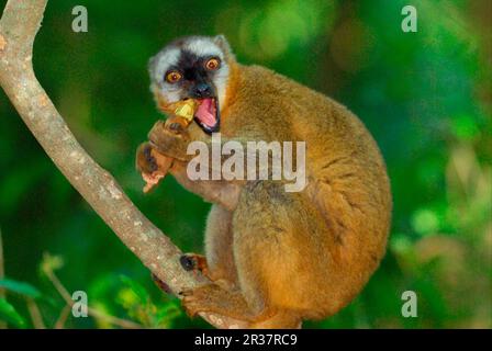 Lemur marrone dal lato rosso (Eulemur rufus) adulto, si nutre di semi di tamarindo nella foresta pluviale della galleria, la Riserva Naturale di Berenty, Madagascar meridionale Foto Stock