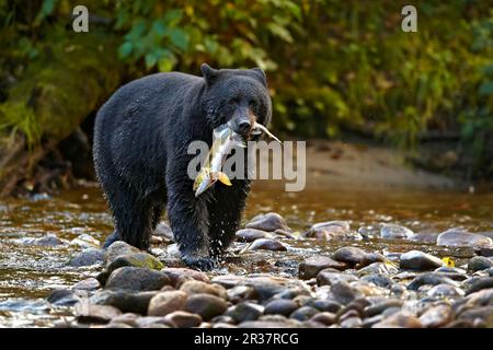 Orso Nero americano (Ursus americanus kermodei) adulto, nutrirsi di salmone Chinook (Oncorhynchus tshawytscha) cattura, pesca per il salmone al bordo di Foto Stock