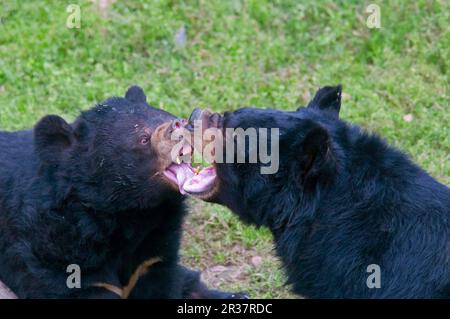 Orso Nero Asiatico (Ursus thibetanus) due adulti, combattimento-gioco, primo piano delle teste, Animali Asia Rescue Centre, Chengdu, Sichuan, Cina Foto Stock